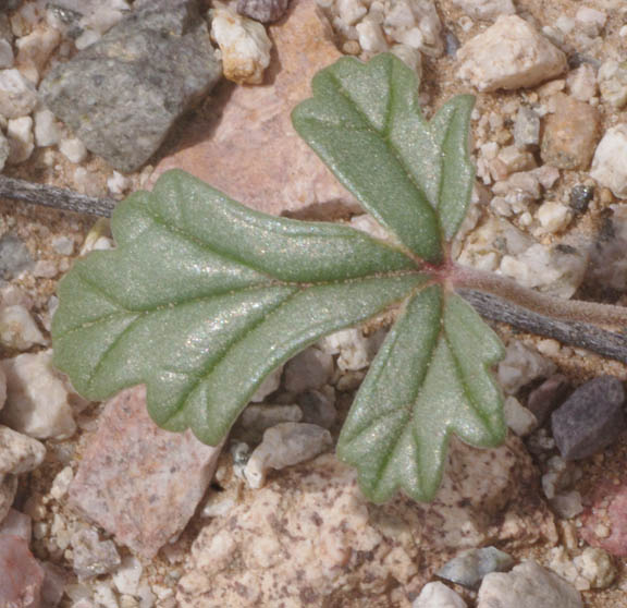 Erodium texanum